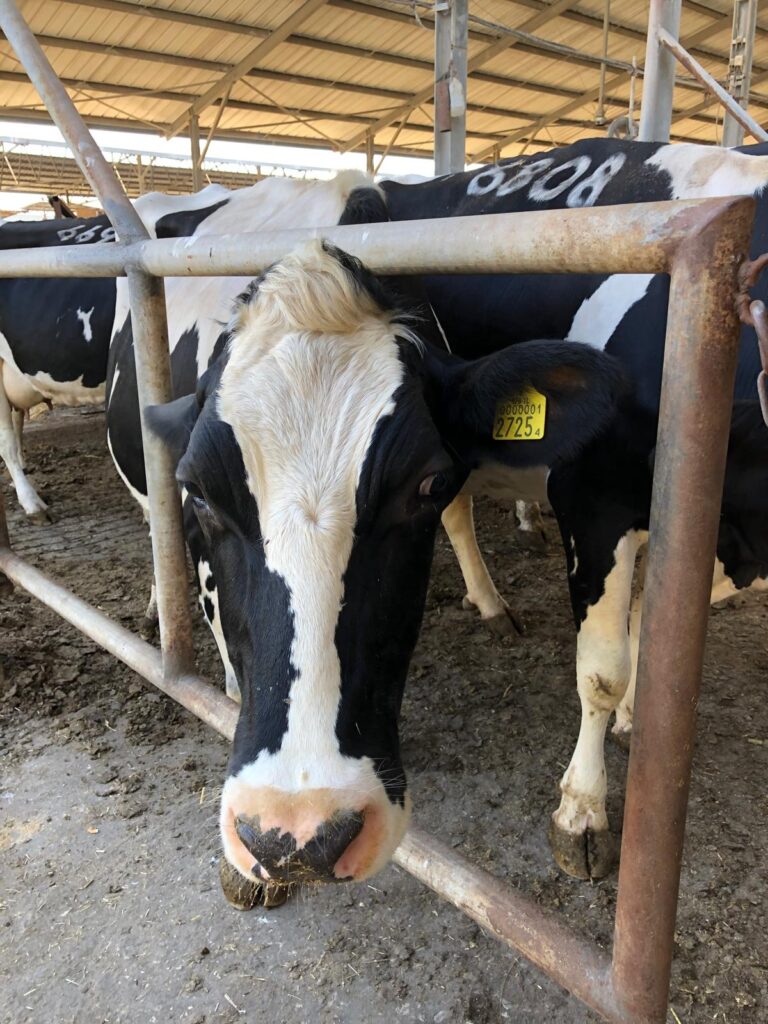 cow 1