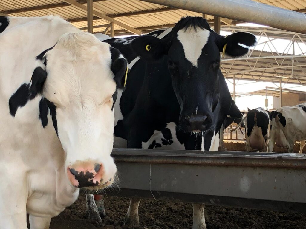 cows 2