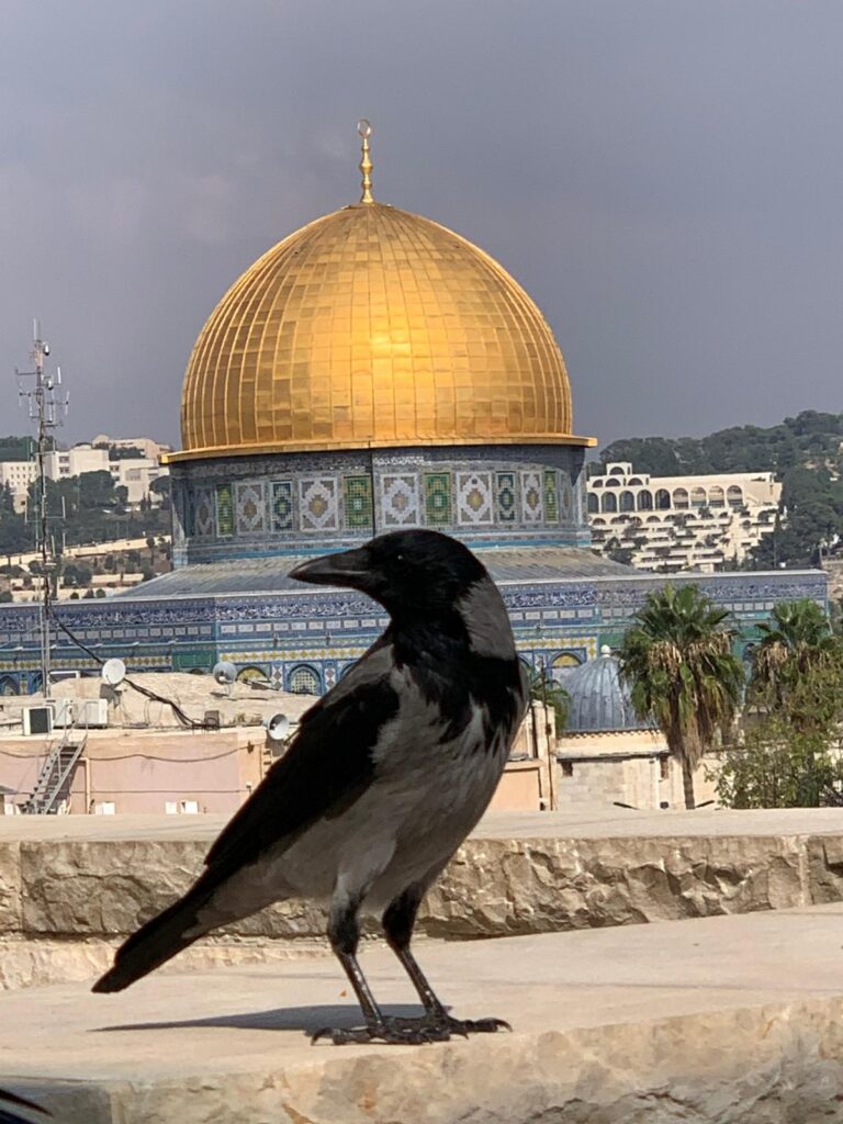 crow and Dome of the Rock